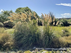 Austroderia richardii