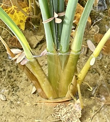 Schoenoplectus americanus