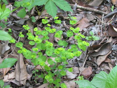 Euphorbia roemeriana