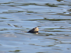 Malaclemys terrapin terrapin