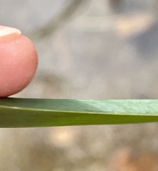 Schoenoplectus americanus