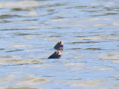 Malaclemys terrapin terrapin