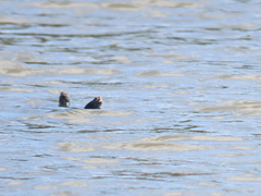 Malaclemys terrapin terrapin
