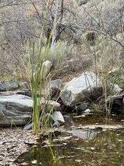Schoenoplectus americanus