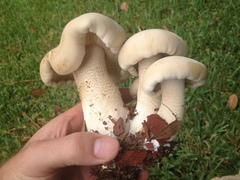 Macrocybe titans