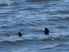 Malaclemys terrapin terrapin