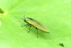 Agaeocera scintillans