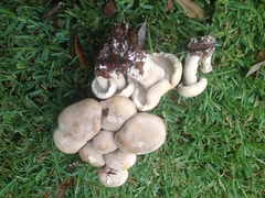 Macrocybe titans