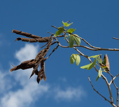 Bauhinia cheilantha