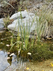 Schoenoplectus americanus