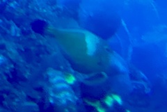 Cantherhines macrocerus