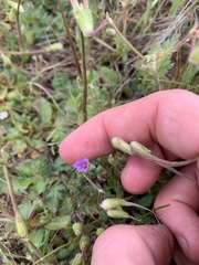 Erodium botrys