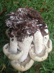 Macrocybe titans