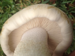 Macrocybe titans
