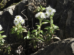 Anaphalioides trinervis