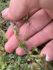Erodium botrys