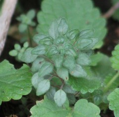 Parietaria pensylvanica