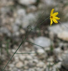 Thelesperma filifolium