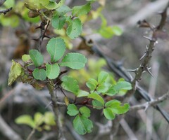 Zanthoxylum hirsutum