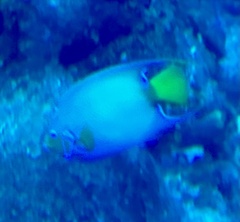 Holacanthus ciliaris