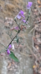 Hypoestes cumingiana