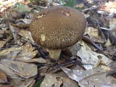 Leccinellum crocipodium