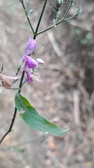 Hypoestes cumingiana