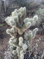 Cylindropuntia bigelovii