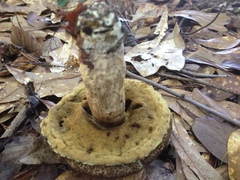 Leccinellum crocipodium