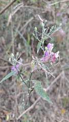 Hypoestes cumingiana