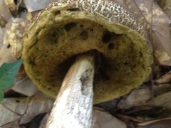 Leccinellum crocipodium