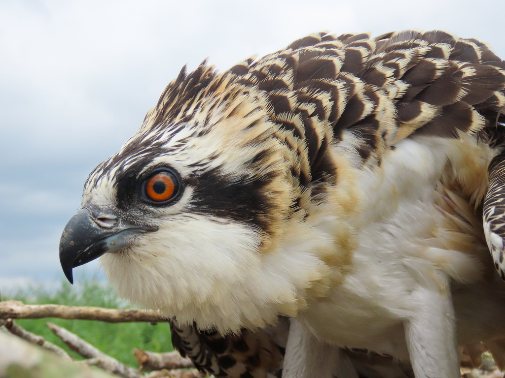 Osprey