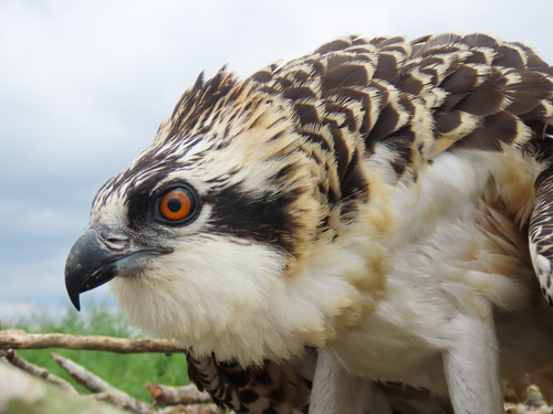 Osprey (Pandion haliaetus), a species recorded in Florida