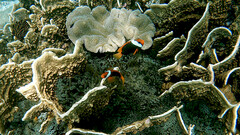 Amphiprion melanopus