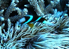 Amphiprion akindynos