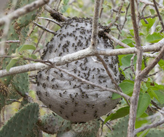 Protonectarina sylveirae