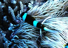 Amphiprion akindynos