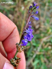 Lobelia fenestralis
