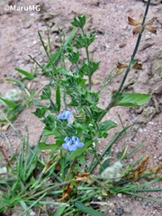 Salvia hirsuta