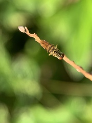 Toxomerus floralis