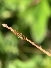 Toxomerus floralis