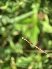 Toxomerus floralis