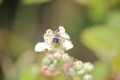 Megachile chrysopyga