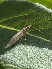 Nabis kinbergii