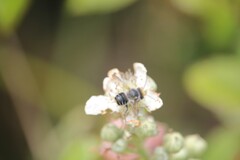 Megachile chrysopyga