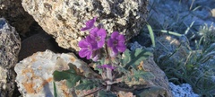 Phacelia crenulata ambigua