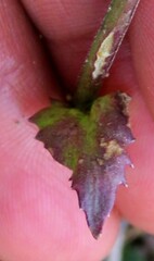 Lobelia fenestralis