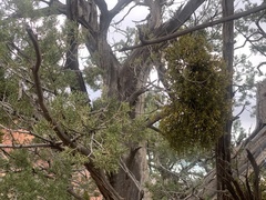 Phoradendron juniperinum