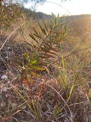 Stillingia texana