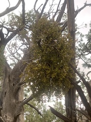 Phoradendron juniperinum